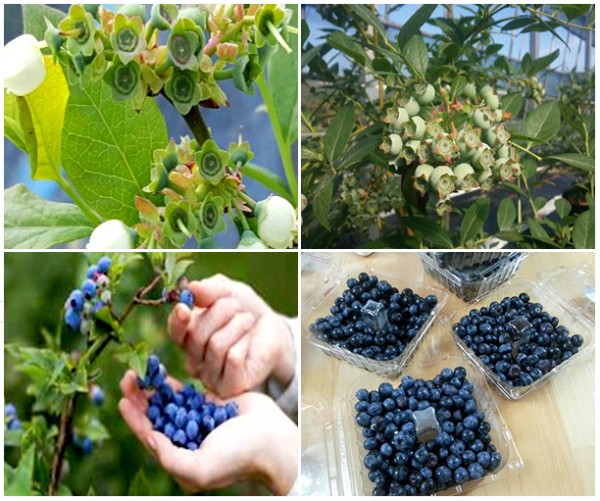 블루베리 : 세계10대슈퍼푸드 블루베리를 직접 재배 하여 생과 및 냉동과 가공품을 판매합니다.